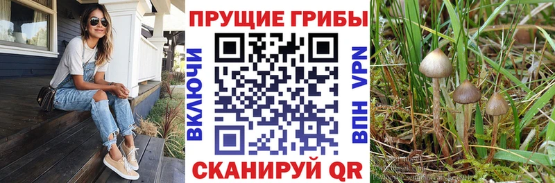 Галлюциногенные грибы прущие грибы Северская